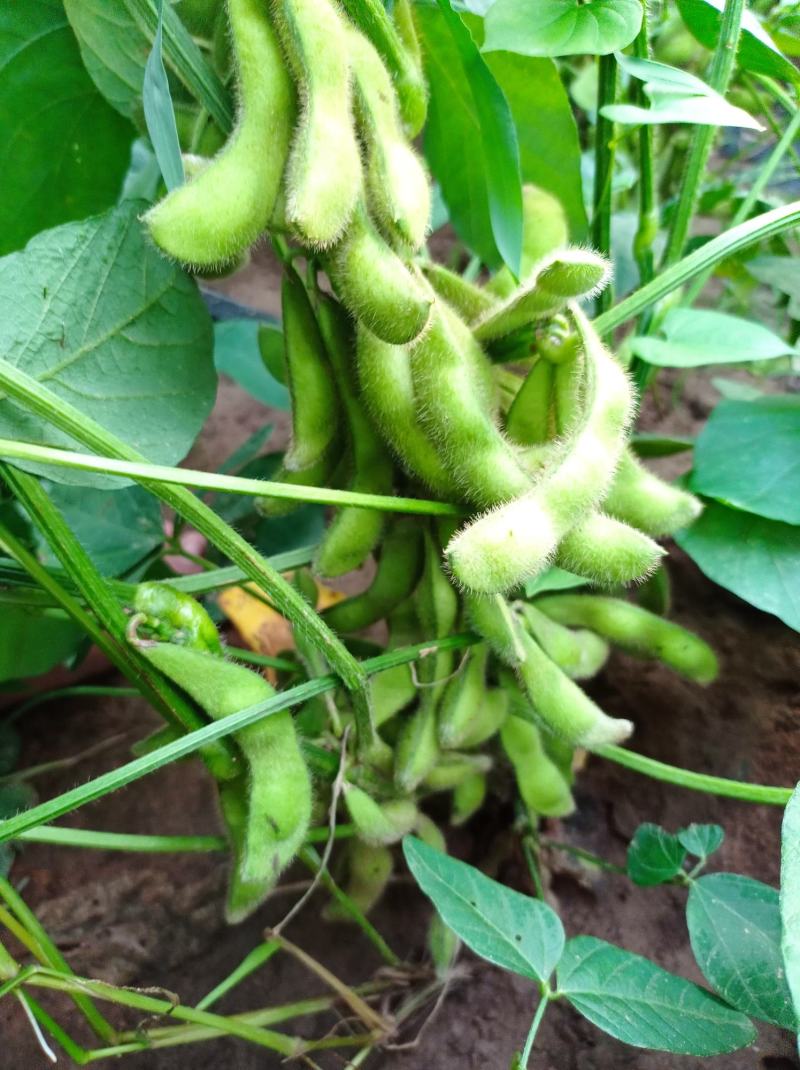 菏泽青毛豆，基地种植。保质保量。台湾75-3毛豆