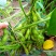 菏泽青毛豆，基地种植。保质保量。台湾75-3毛豆