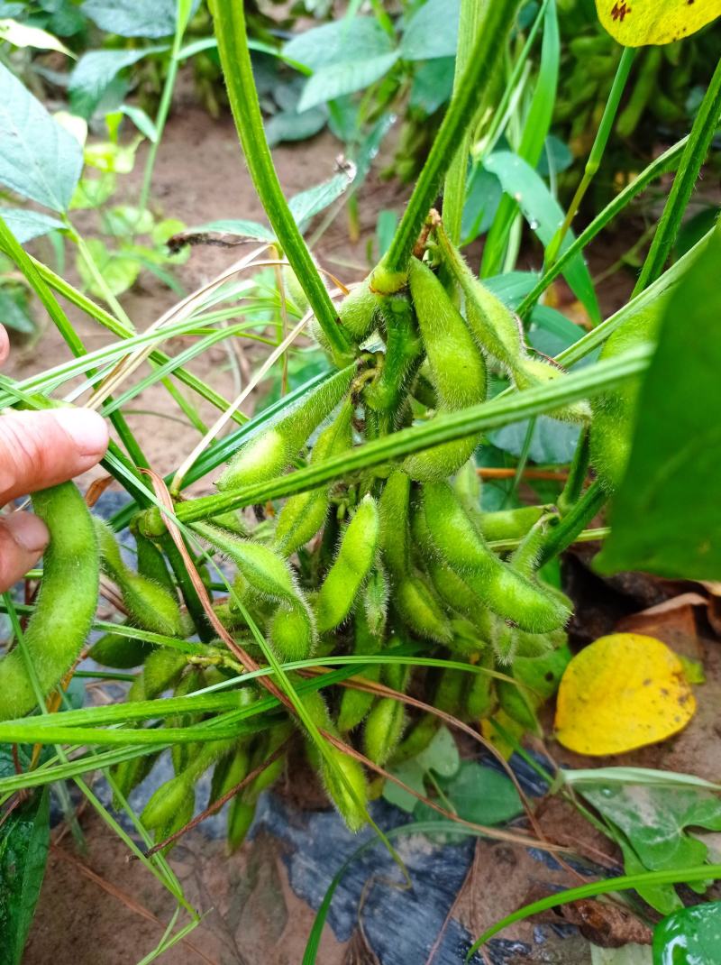 菏泽青毛豆，基地种植。保质保量。台湾75-3毛豆
