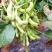 菏泽青毛豆，基地种植。保质保量。台湾75-3毛豆