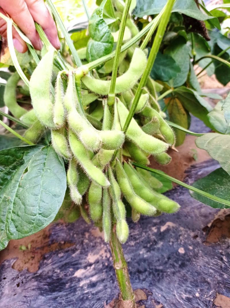 菏泽青毛豆，基地种植。保质保量。台湾75-3毛豆