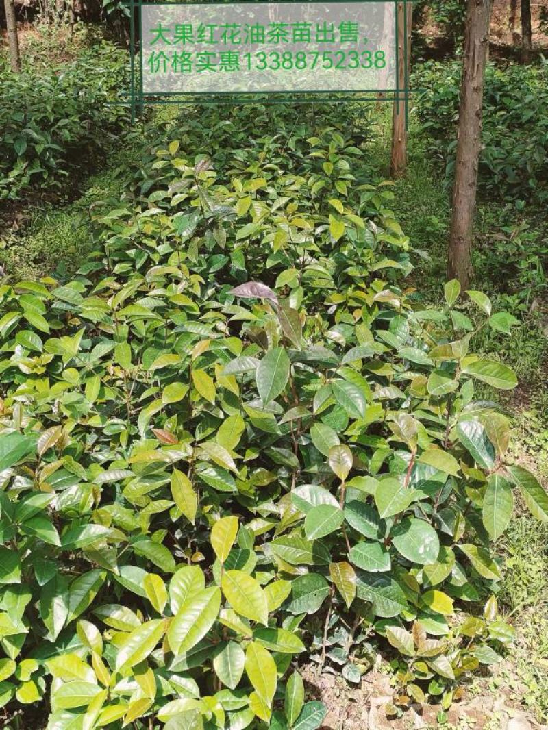大果红花油茶，油茶种苗