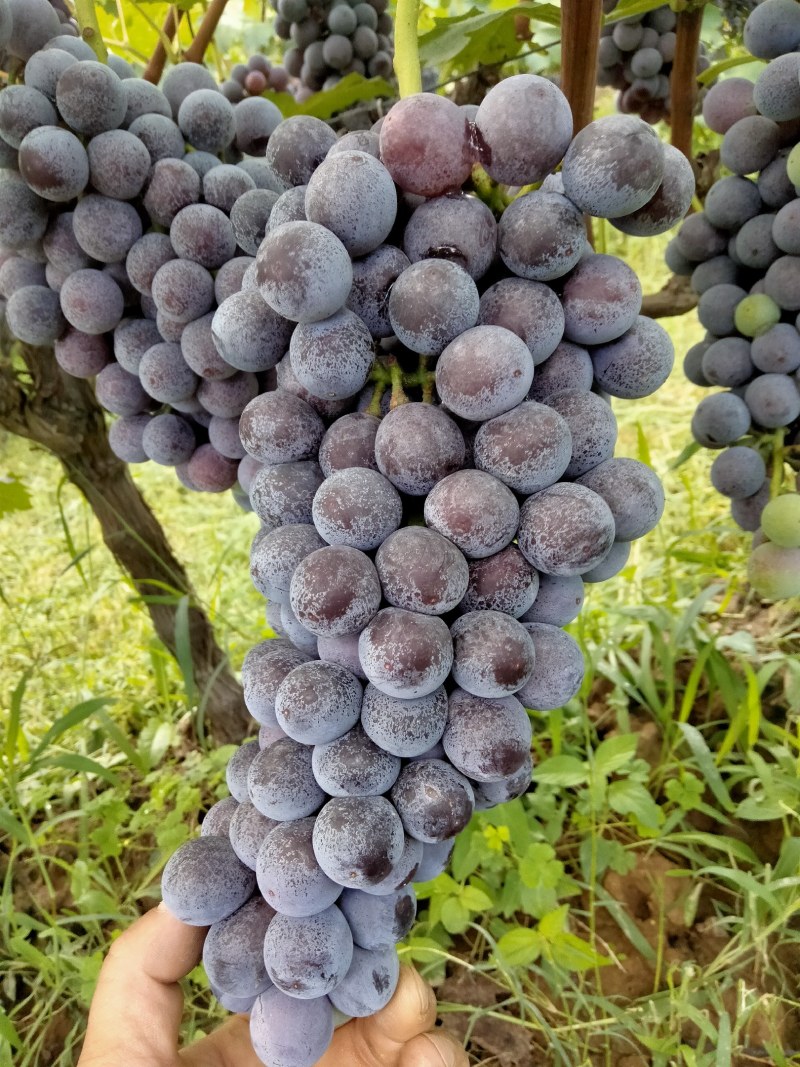 夏黑葡萄大量上市，颗粒大，口感好