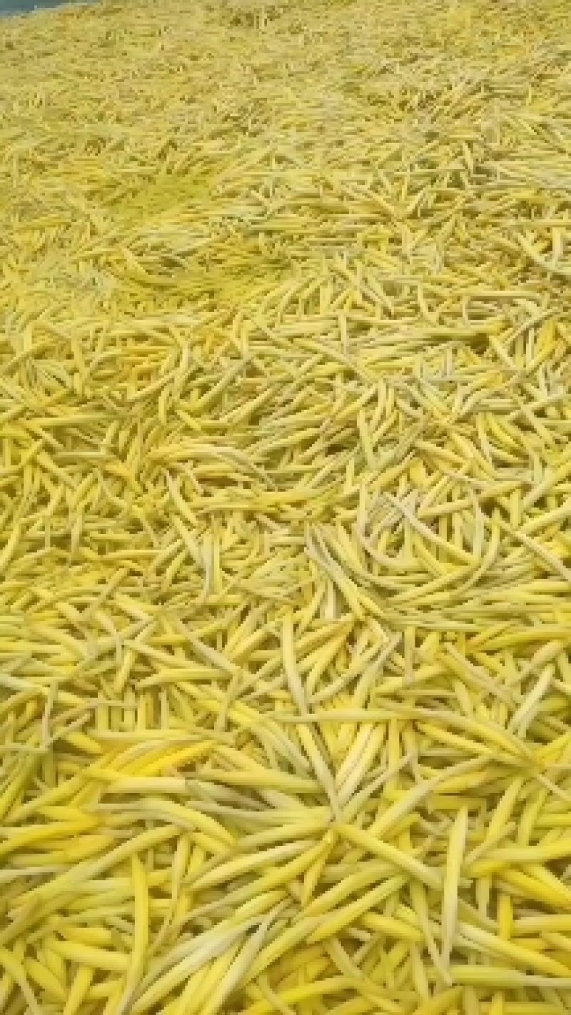 【批发】清水黄花菜自产自销支持代加工代发欢迎咨询