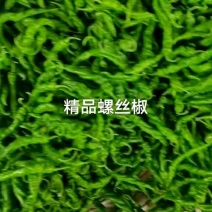 高原夏菜，精品陇椒，大量上市，货源充足，欢迎新老客商采购