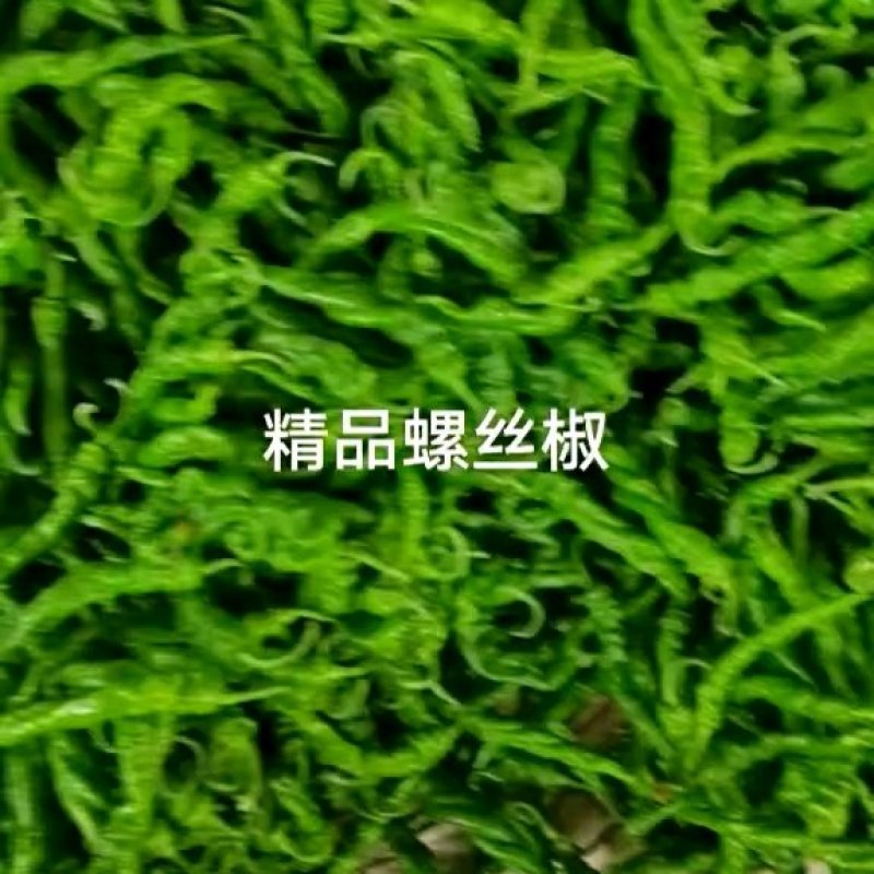高原夏菜，精品陇椒，大量上市，货源充足，欢迎新老客商采购
