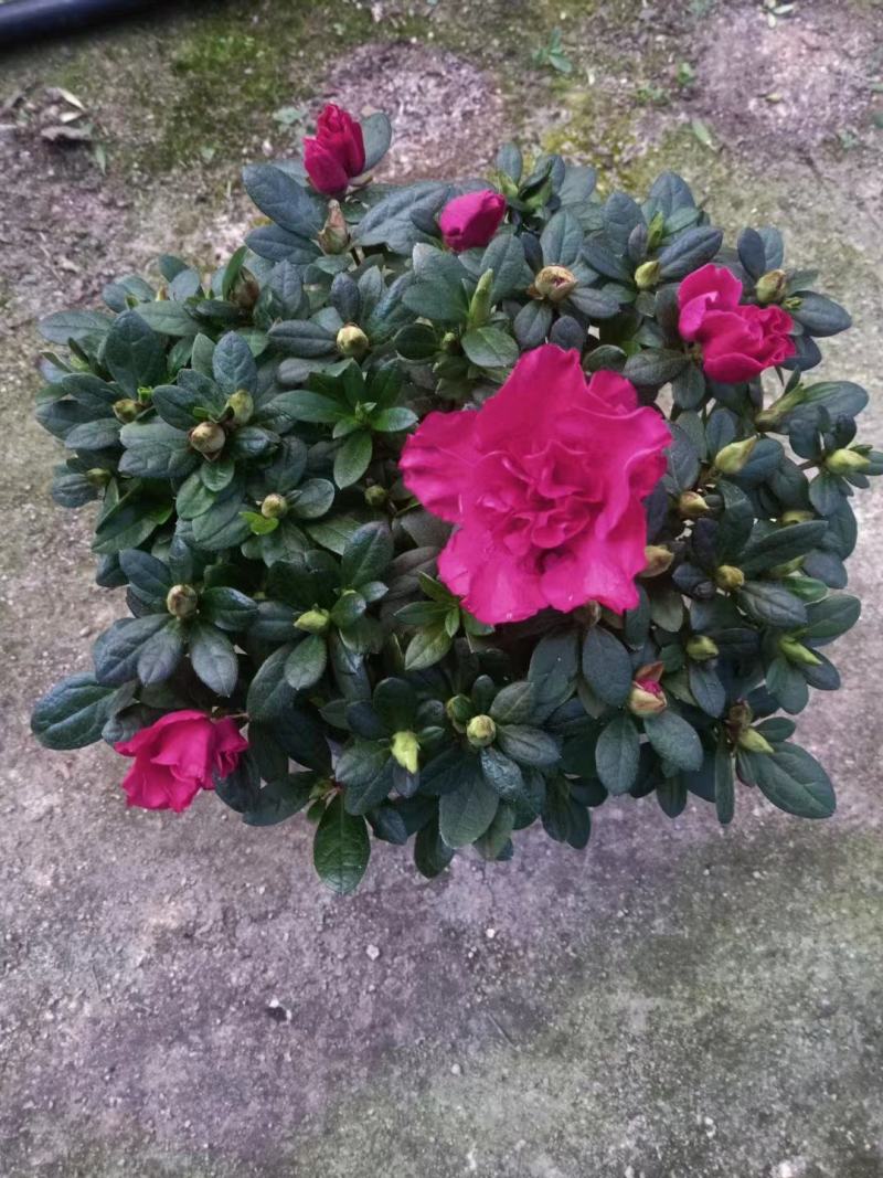 杜鹃花，玫红杜鹃，粉红杜鹃，西玛杜鹃一件起批，全国物流。