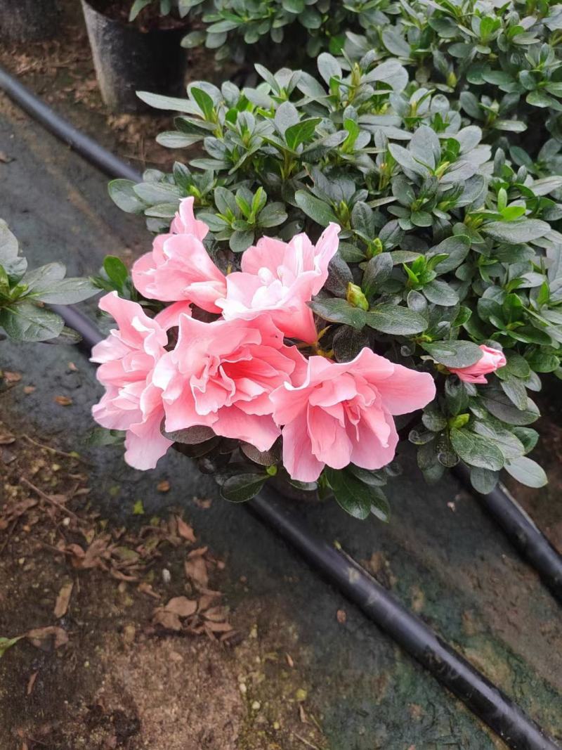 杜鹃花，玫红杜鹃，粉红杜鹃，西玛杜鹃一件起批，全国物流。