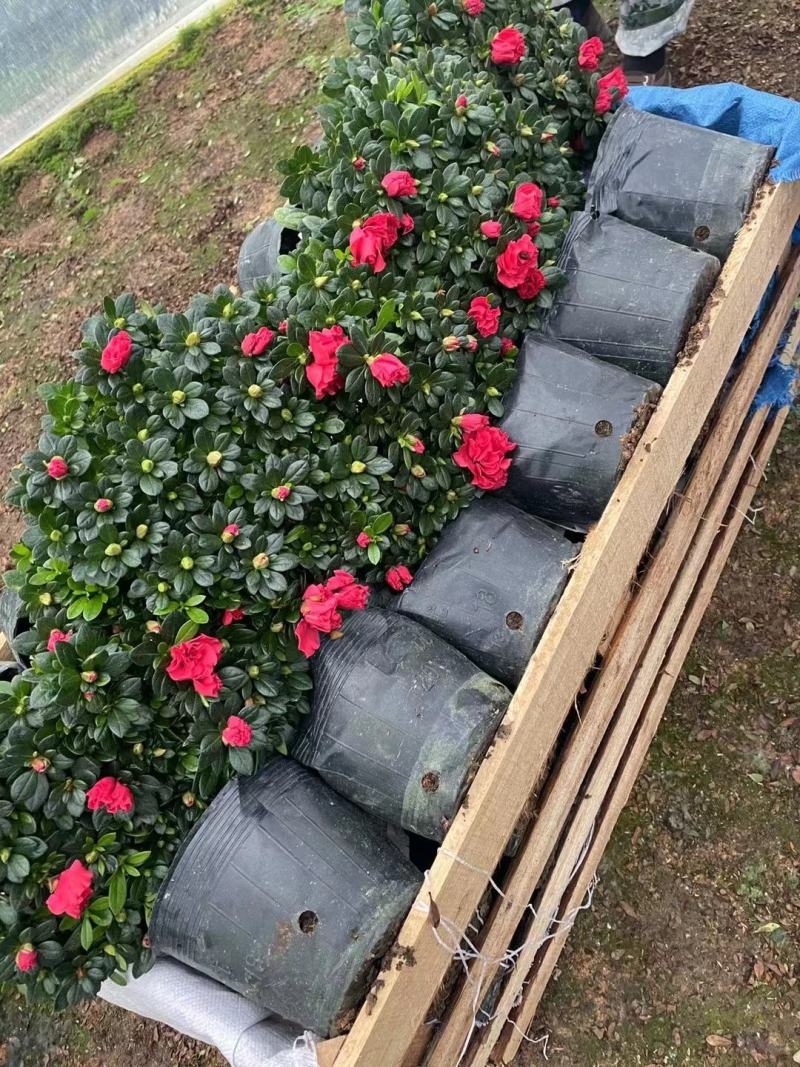 杜鹃花，玫红杜鹃，粉红杜鹃，西玛杜鹃一件起批，全国物流。