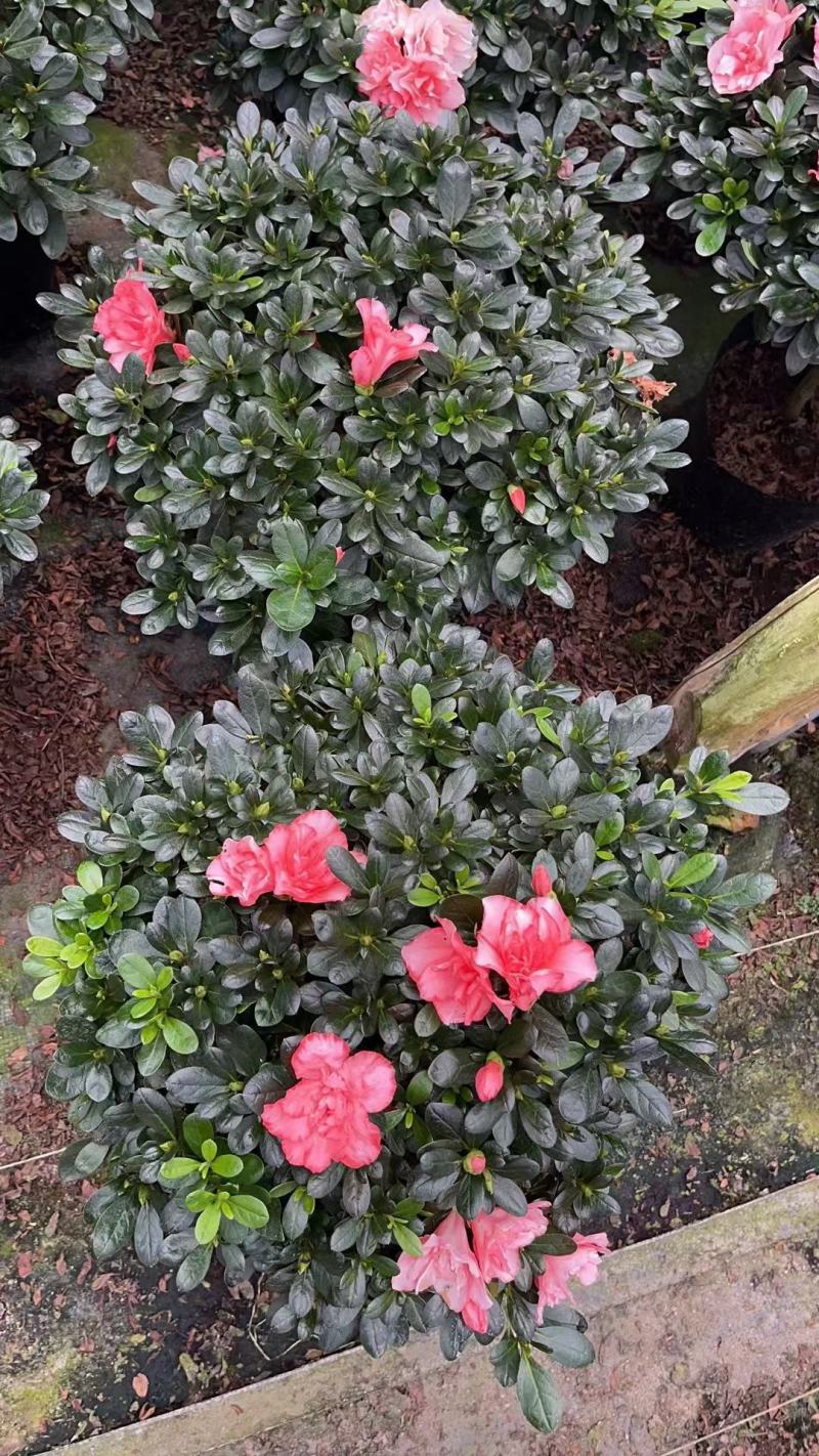 杜鹃花，玫红杜鹃，粉红杜鹃，西玛杜鹃一件起批，全国物流。