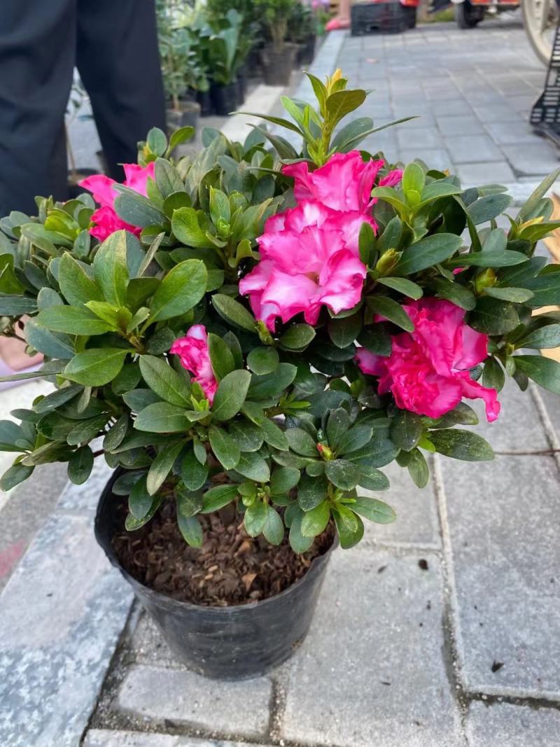 杜鹃花，玫红杜鹃，粉红杜鹃，西玛杜鹃一件起批，全国物流。