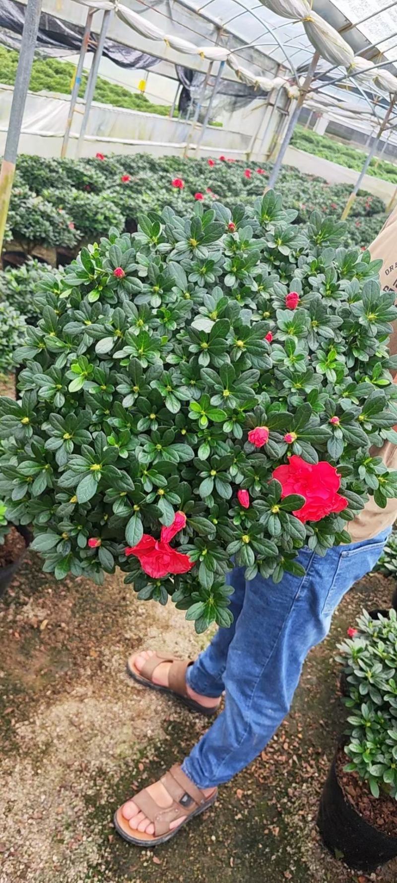 杜鹃花，玫红杜鹃，粉红杜鹃，西玛杜鹃一件起批，全国物流。