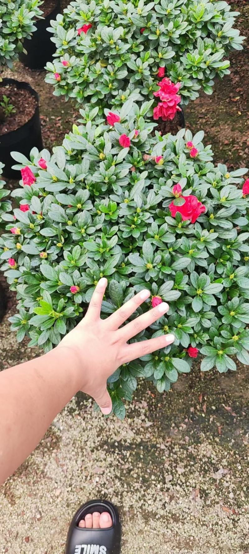 杜鹃花，玫红杜鹃，粉红杜鹃，西玛杜鹃一件起批，全国物流。