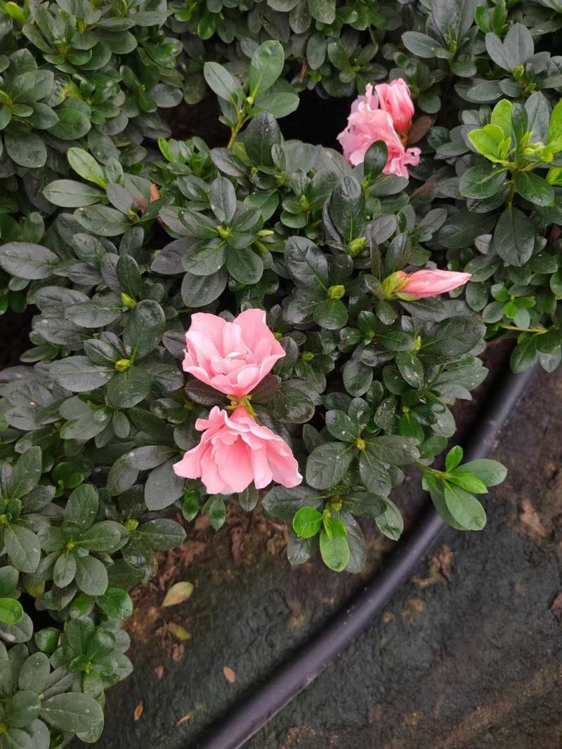 杜鹃花，玫红杜鹃，粉红杜鹃，西玛杜鹃一件起批，全国物流。