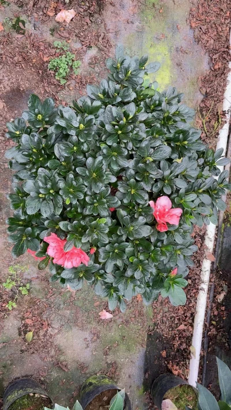 杜鹃花，玫红杜鹃，粉红杜鹃，西玛杜鹃一件起批，全国物流。