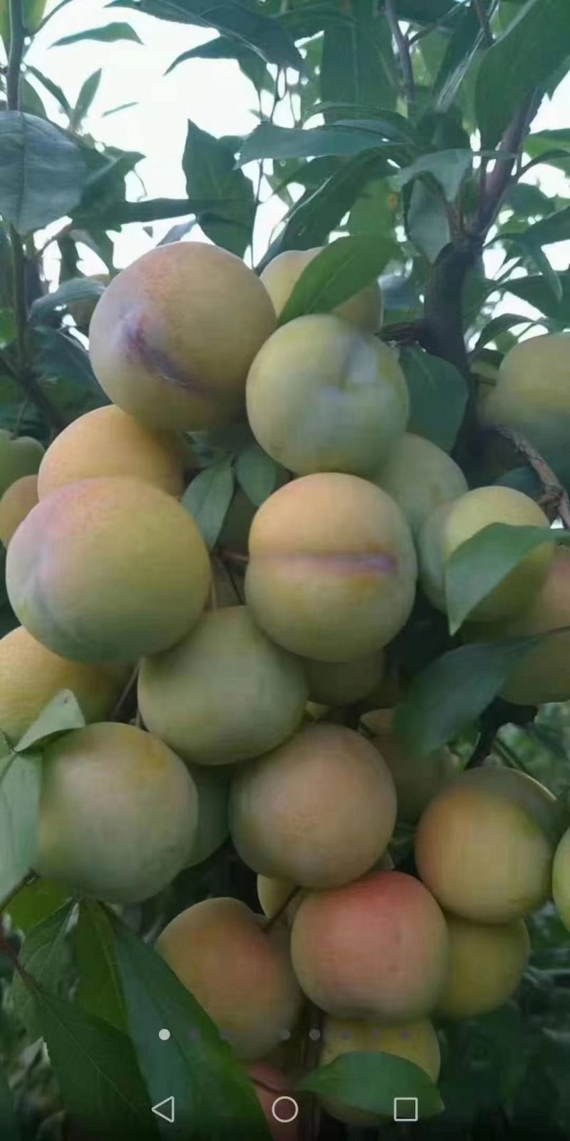 凤凰李