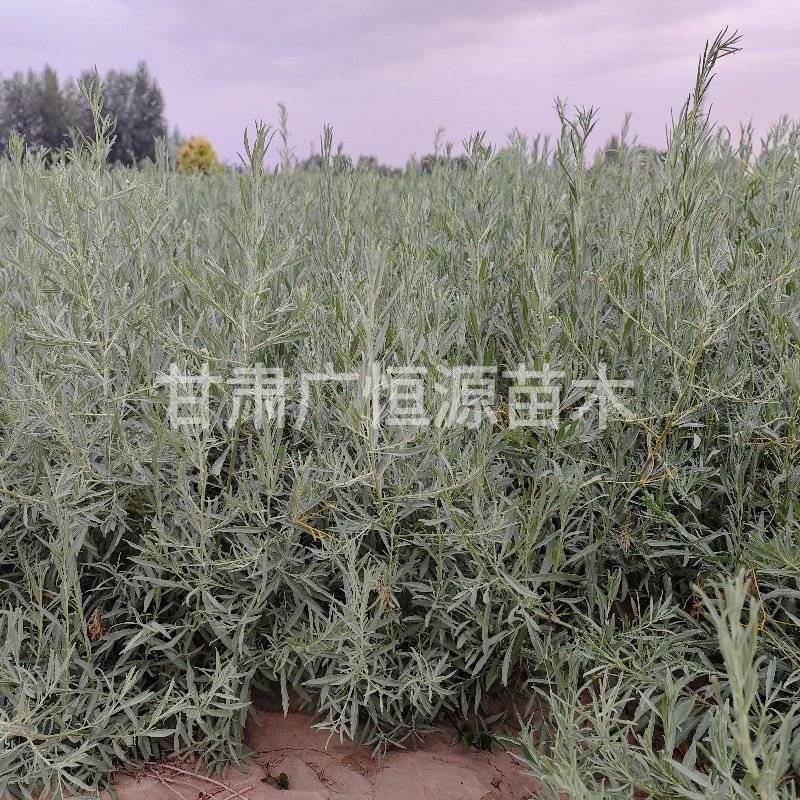 四翅滨藜苗一年生四翅滨藜苗大田四翅滨藜苗