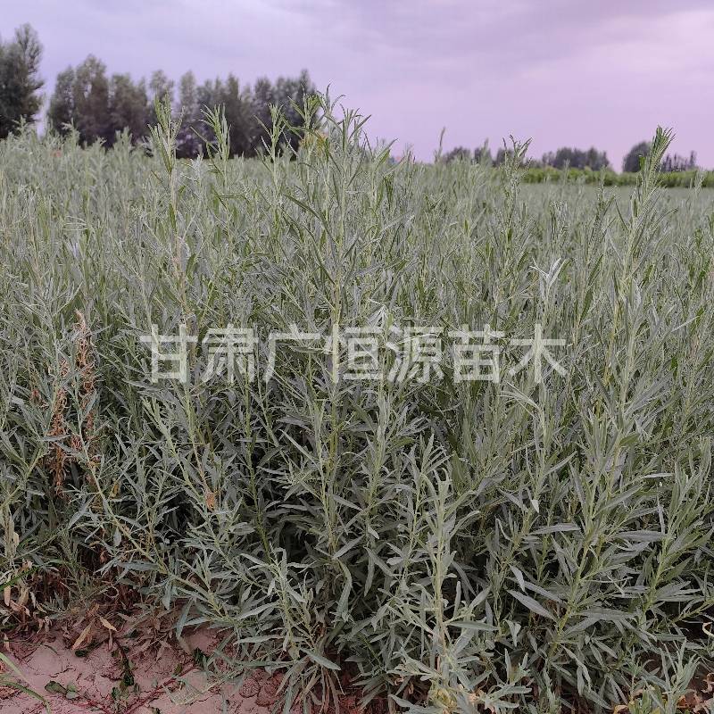 四翅滨藜苗一年生四翅滨藜苗大田四翅滨藜苗