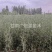 四翅滨藜苗一年生四翅滨藜苗大田四翅滨藜苗
