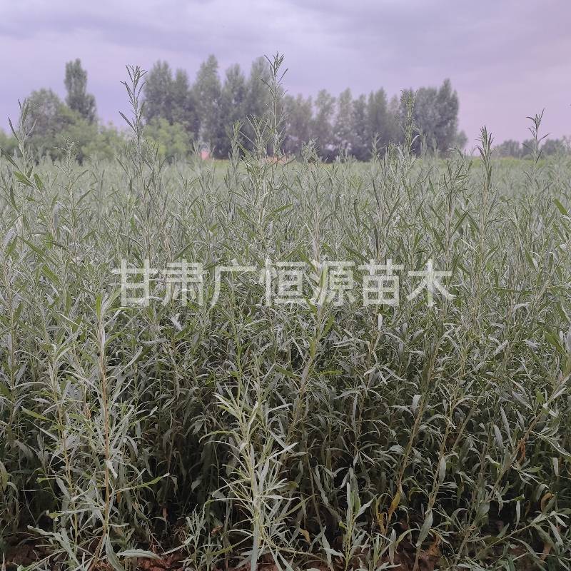 四翅滨藜苗一年生四翅滨藜苗大田四翅滨藜苗