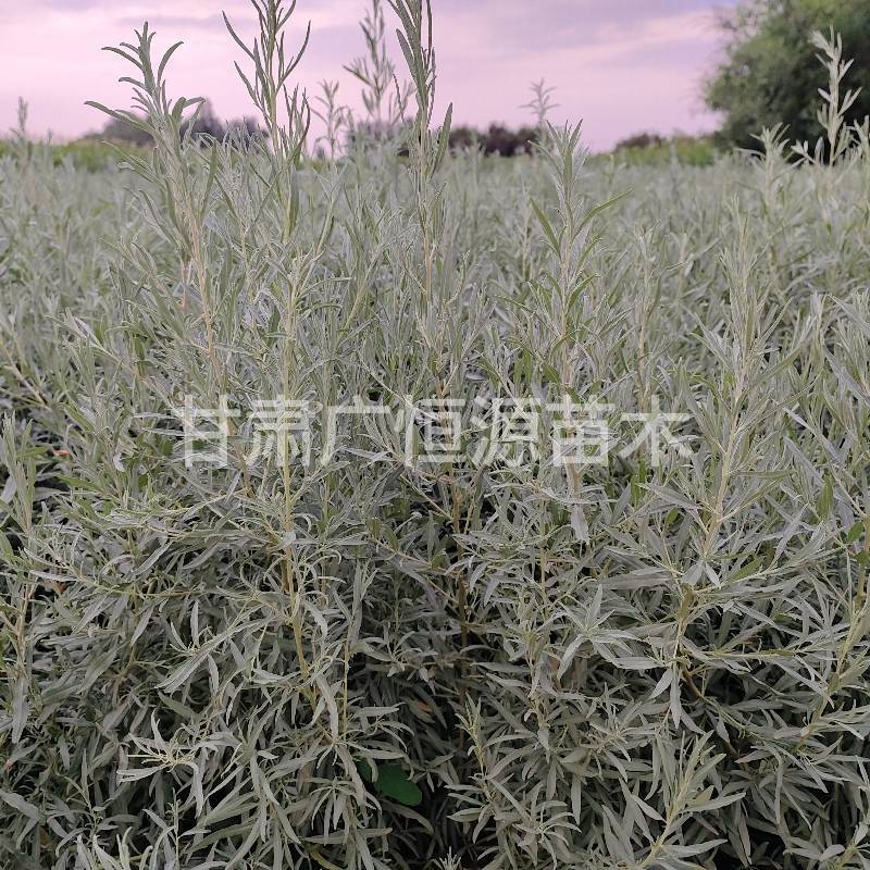 四翅滨藜苗一年生四翅滨藜苗大田四翅滨藜苗
