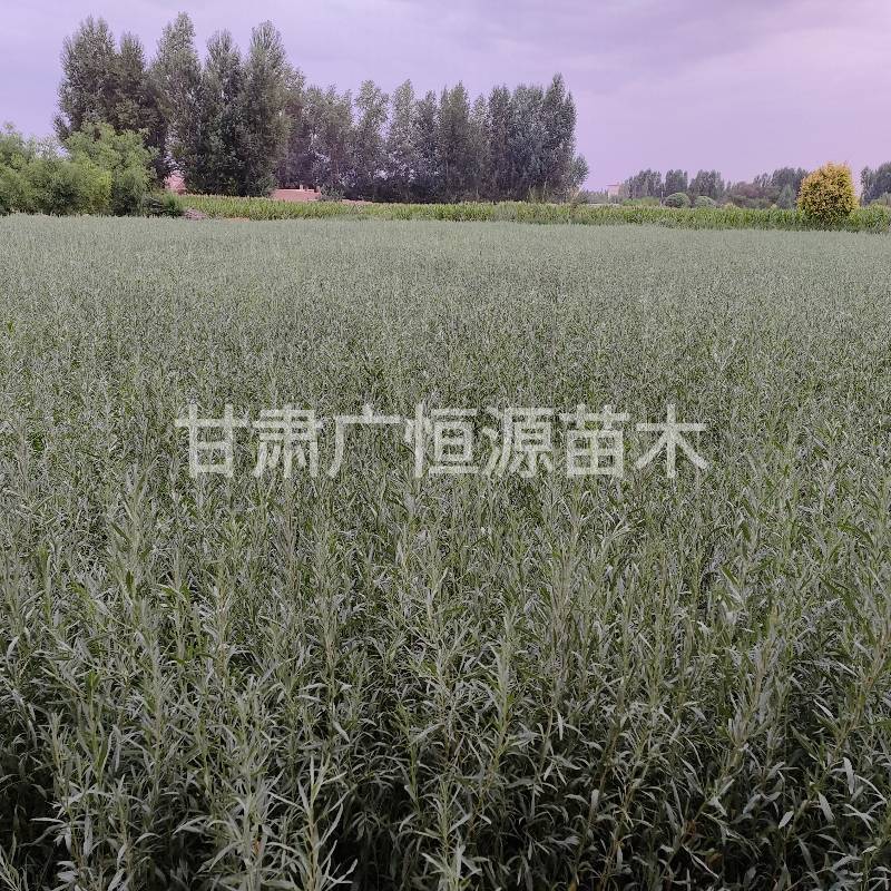 四翅滨藜苗一年生四翅滨藜苗大田四翅滨藜苗