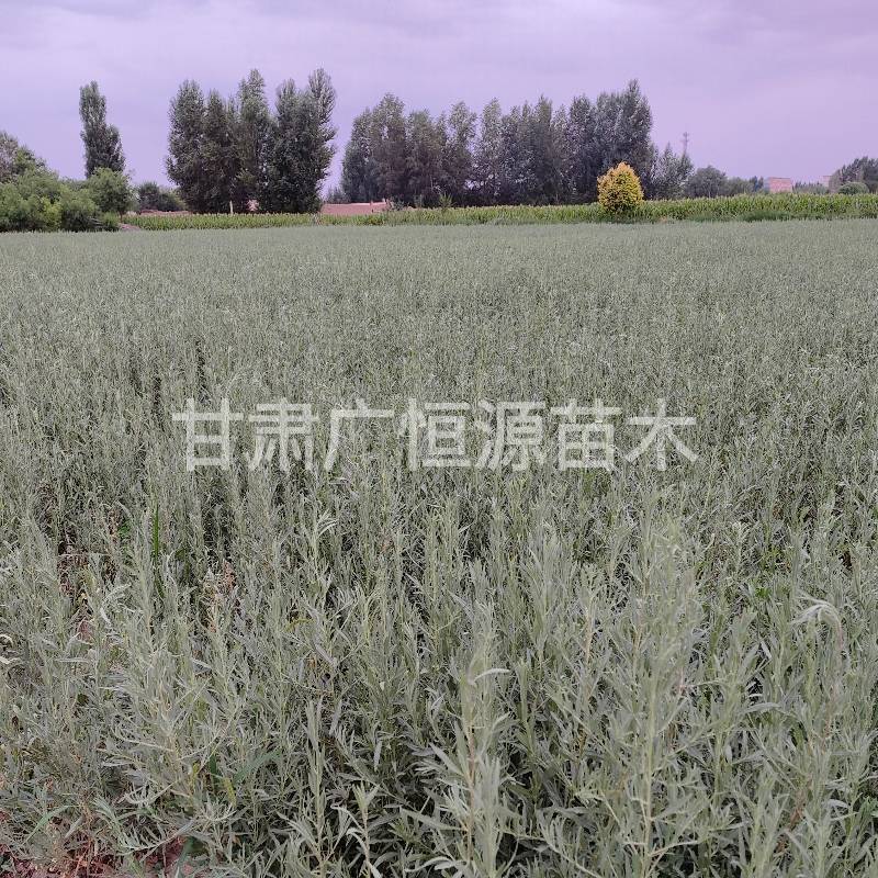 四翅滨藜苗一年生四翅滨藜苗大田四翅滨藜苗