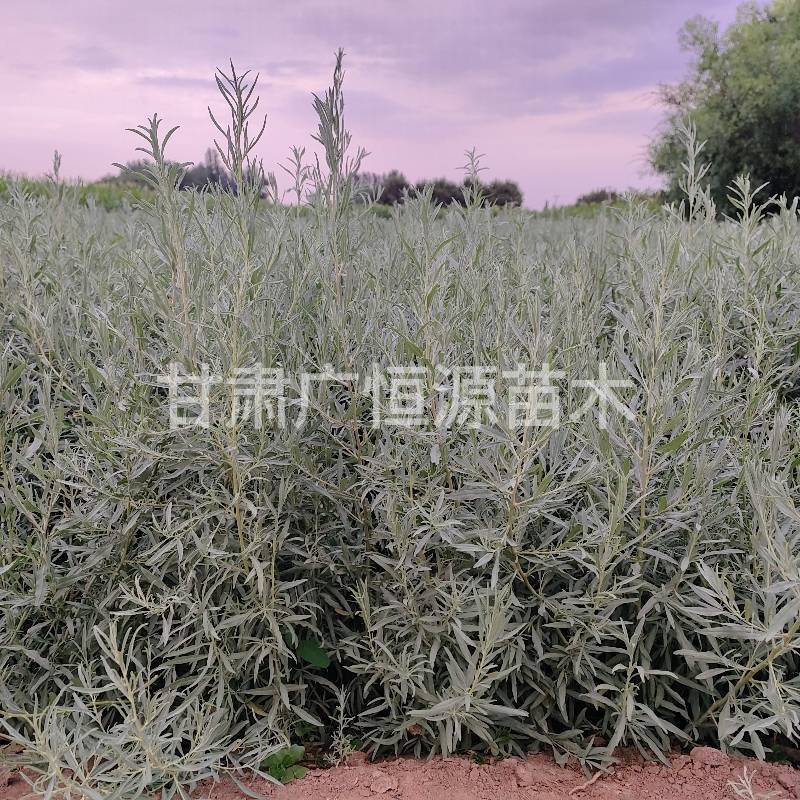 四翅滨藜苗一年生四翅滨藜苗大田四翅滨藜苗
