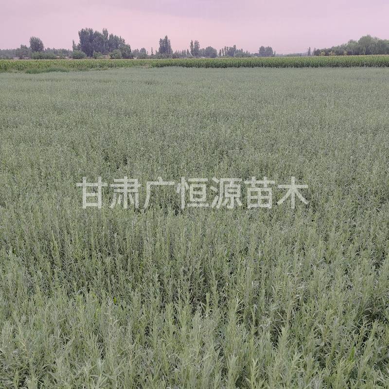 四翅滨藜苗一年生四翅滨藜苗大田四翅滨藜苗