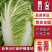 河北邢台北京三号大白菜金翡翠自有千亩基地一手货源