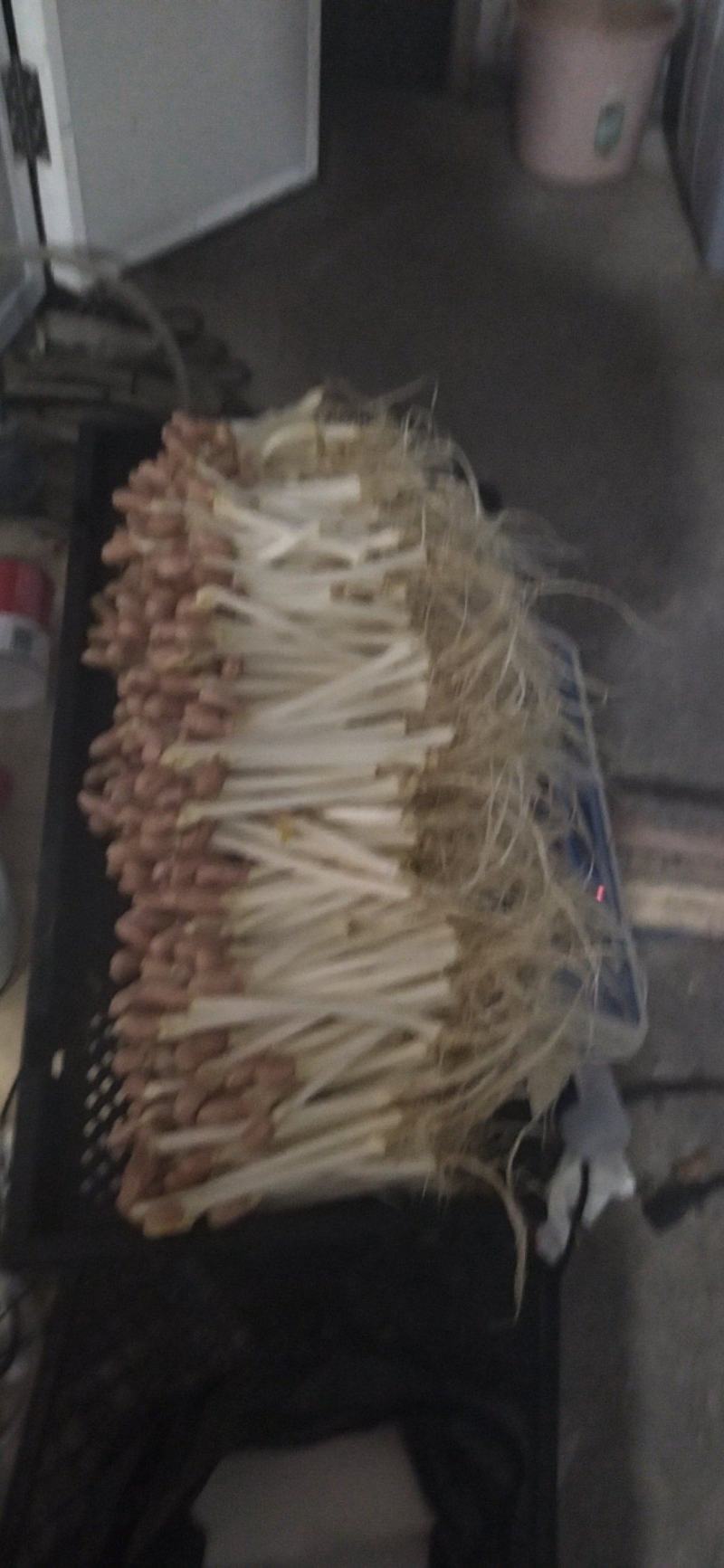 重庆有机水培花生芽脆嫩爽质量保障产地直销欢迎订购