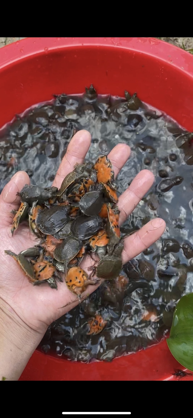 中华鳖苗日本鳖苗江西省黎川县发货常供湖南湖北广东地区