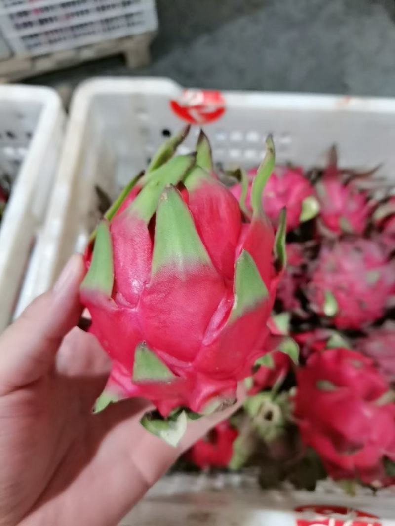精品单规格30—40果，货源充足
