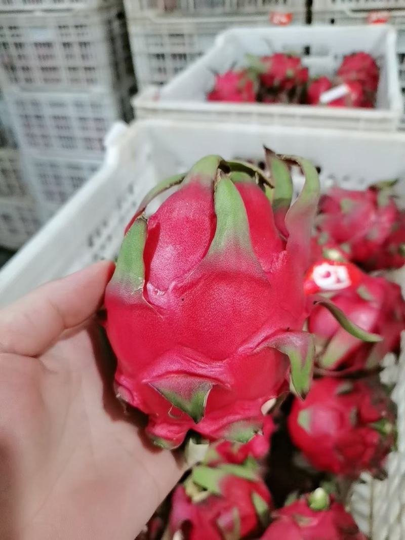 精品单规格30—40果，货源充足
