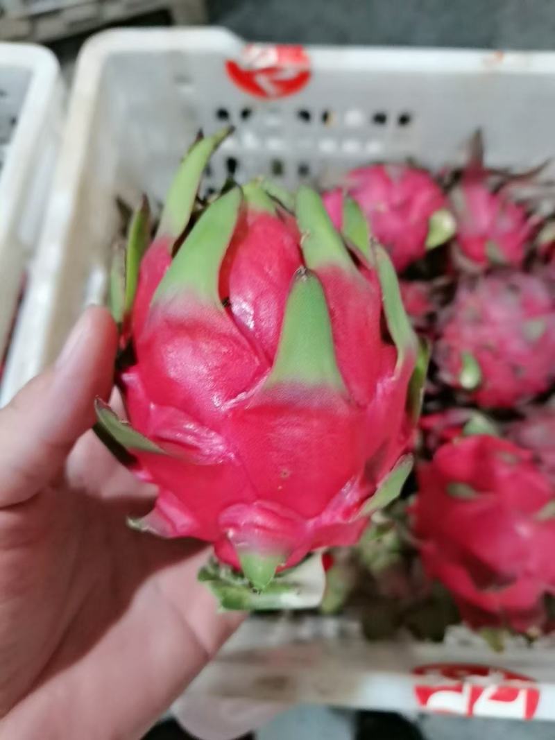 精品单规格30—40果，货源充足