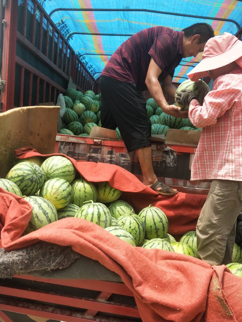 美都，麒麟，京源圆瓜8斤打底8成熟1茬