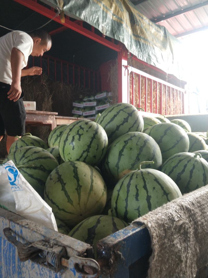 美都，麒麟，京源圆瓜8斤打底8成熟1茬