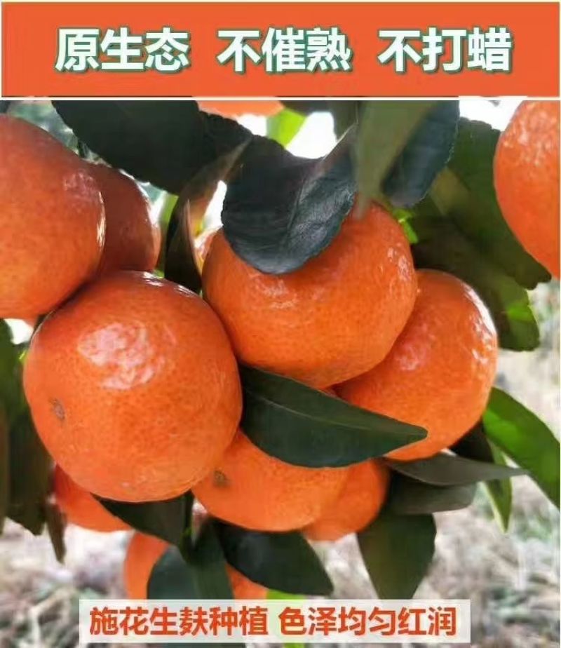 砂糖橘广西桂林沙糖桔正宗新鲜味甜多汁当季桔子皮薄10斤整