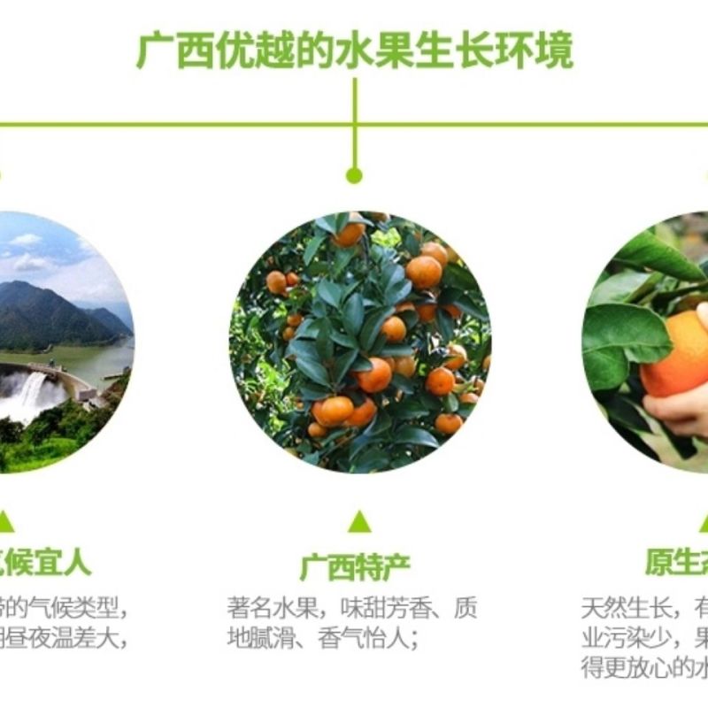 砂糖橘广西桂林沙糖桔正宗新鲜味甜多汁当季桔子皮薄10斤整