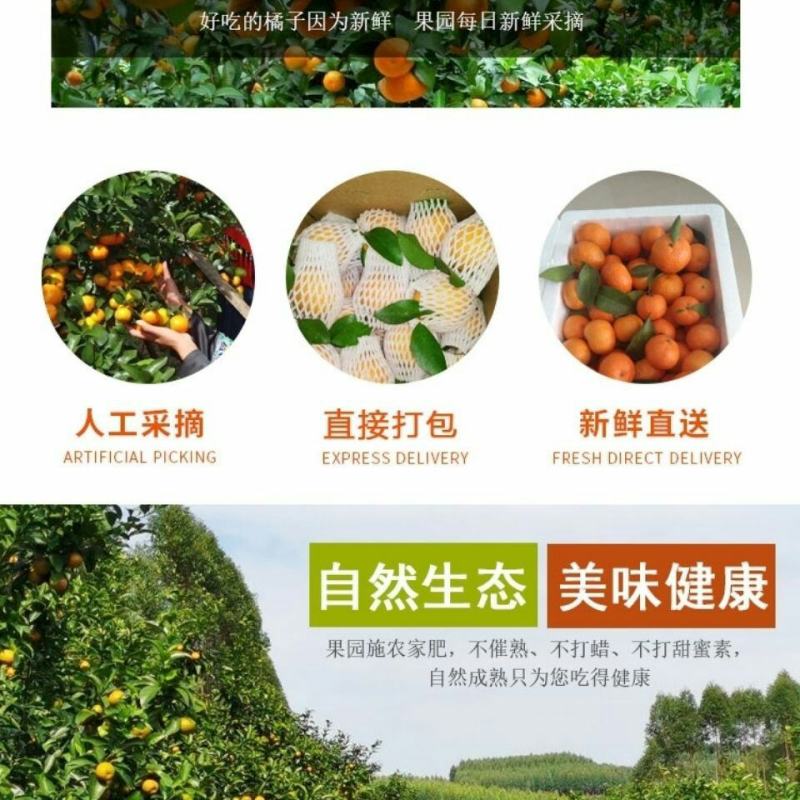 砂糖橘广西桂林沙糖桔正宗新鲜味甜多汁当季桔子皮薄10斤整