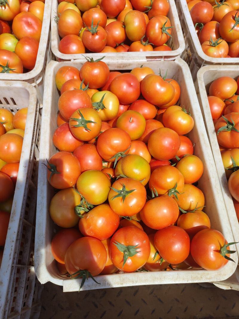 山西硬粉西红柿已上市，各位老板到时候联系，硬粉光果，剪把