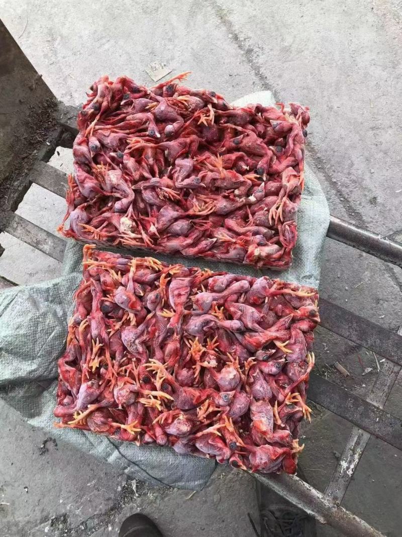 脱毛小鸡