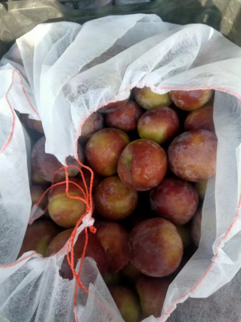 [实力供货]安格诺李子大量上市产地直发诚信经营品质保证