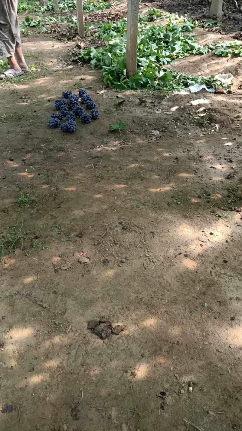 玫瑰香葡，昌黎无籽玫瑰香，露天玫瑰香陆续上市