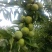 四川省茂县汶川的青脆李熟了，