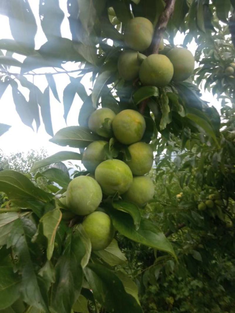 四川省茂县汶川的青脆李熟了，