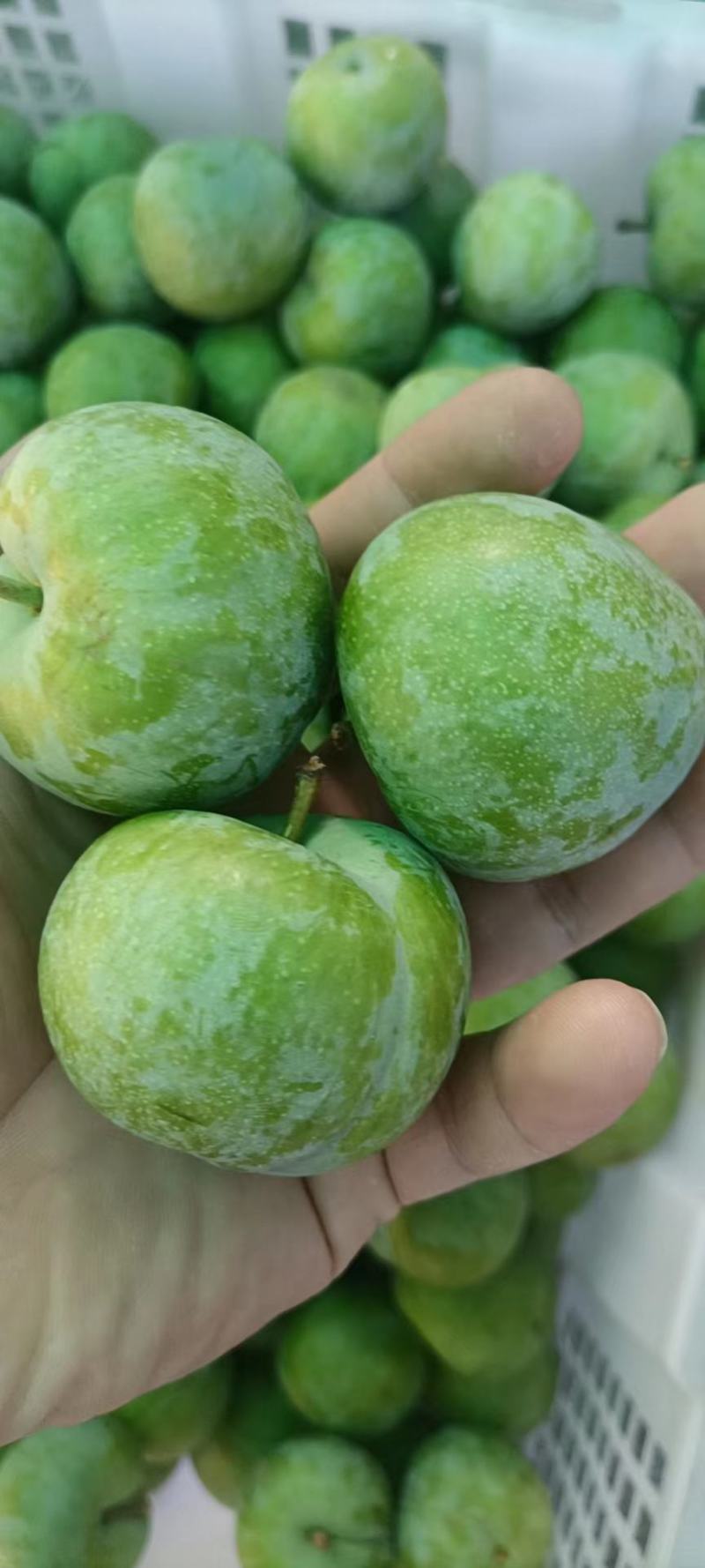 四川省茂县汶川的青脆李熟了，