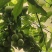 四川省茂县汶川的青脆李熟了，