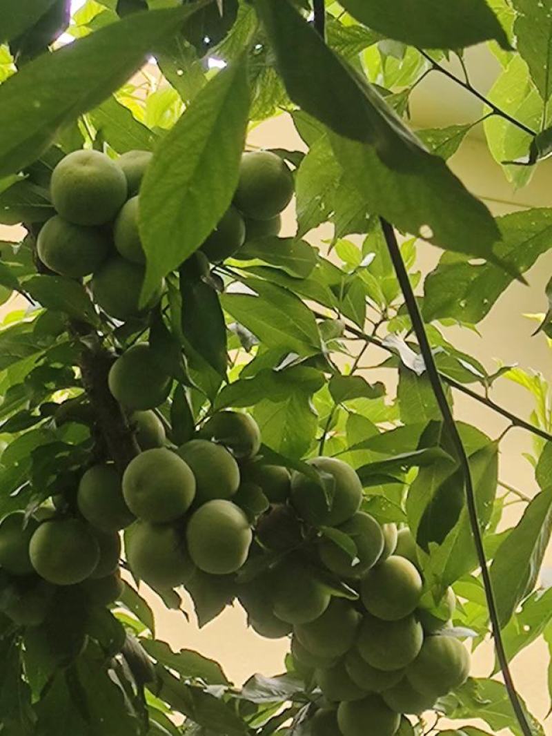 四川省茂县汶川的青脆李熟了，