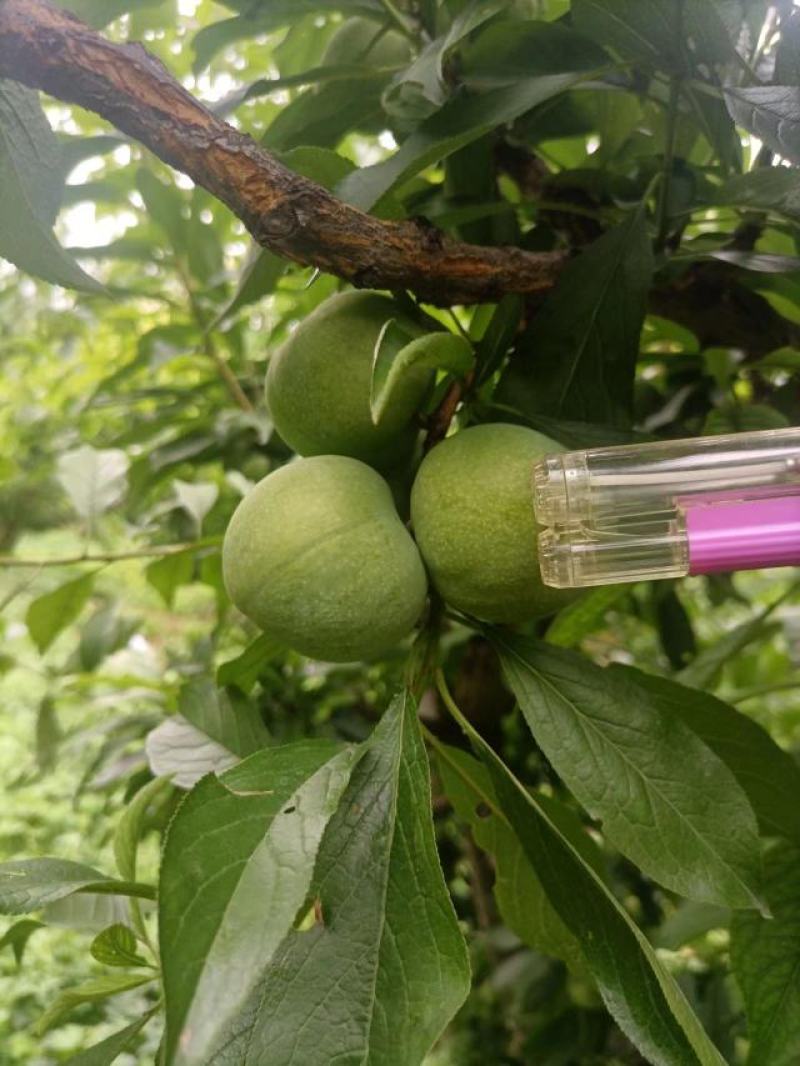 四川省茂县汶川的青脆李熟了，
